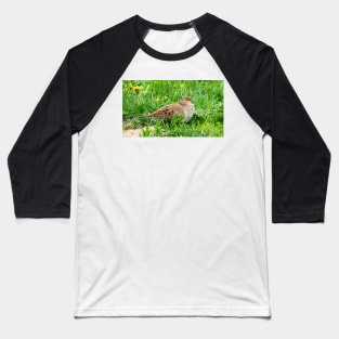 Mourning Dove Resting In The Grass Baseball T-Shirt